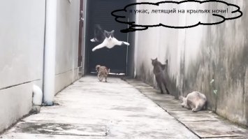 Ловкая кошка виртуозно ушла от своих обидчиков