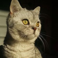 У нас тоже когда кот спит в ногах и не пошевелиться чтоб не разбудить, ...а то уйдет)))
От он))