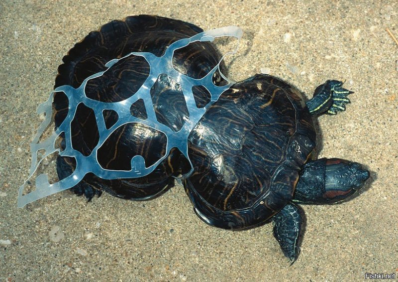 Загрязнение пластиком: душераздирающие снимки от National Geographic