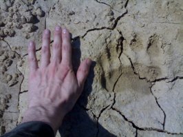 О медвежьих лапах