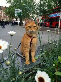 Выставка котов