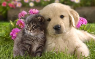 Выставка котов