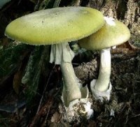 Это ты три месяца в Википедии рылся? Ну, молодец в любом случае.
На всякий случай