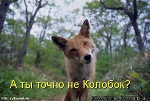 Финский фотограф рассказал, как ему удалось завоевать доверие лисиц