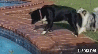 Пёс спас тонущего в бассейне друга