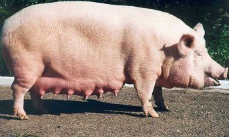 Девушка феерично воссоздает образы знаменитостей с помощью продуктов