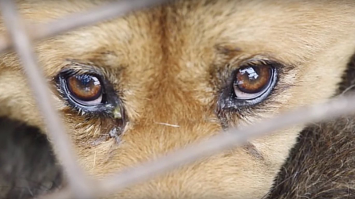 Пост куйня....

Кстати насколько я слышал, читал сейчас в Европах отказываются от безопасных детских площадок, где буквально каждый сантиметр укрыт поролоном как в психушке.....Выросло поколение детей которые не понимают что такое опасность, что такое вред собственному телу, что такое БОЛЬ.....и поэтому свободно могут издеваться над животными, ведь они не могут представить себе что испытывает бедный зверёк.....