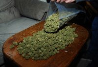 Правильные шишки:


Правильная белка: