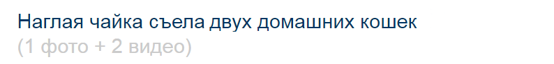 Наглая чайка обворовала двух домашних кошек