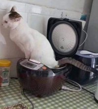 У этого кота больше не будет жизней