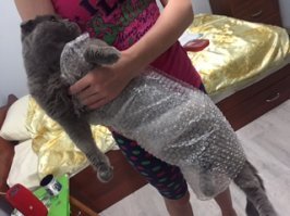 кот антистресс