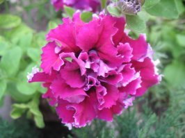 Не прохожу мимо, когда такая красота