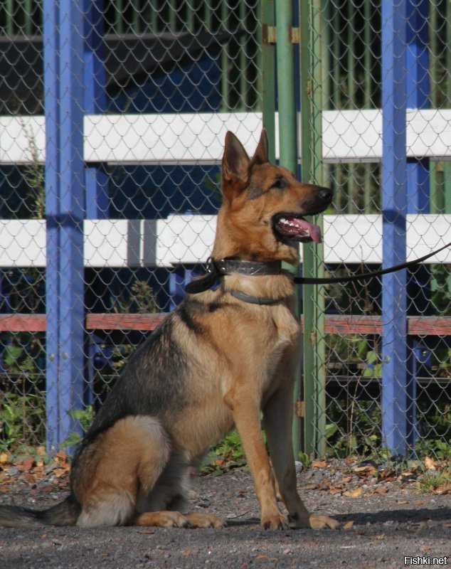 Я и сейчас люблю покушать:-) но благодаря собаке вес не набираю,  трех разовые в день  прогулки не дают разжиреть:-)