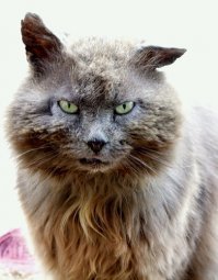 Первый раз на улице? Ну пойдем помурчим..