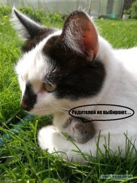 И хорошо, что кот домашний, а то выпусти его на двор, а он вернется не один.  :)