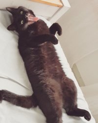 У кота отклонений не обнаружено