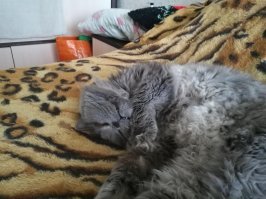 Смотря откуда закинуть. Вот, например, с компа (я на old.fishki сижу, пишу, как на них):
- нажать фотоаппарат на линейке коммента
- выбрать "Загрузить с диска"
- выбрать фотку
...............
- PROFIT!!!