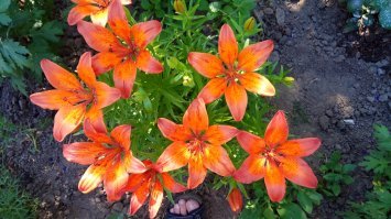 Фотал на телефон