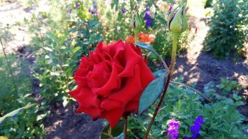 Фотал на телефон