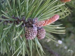 Около гомельской больницы парень выложил портрет девушки из шишек