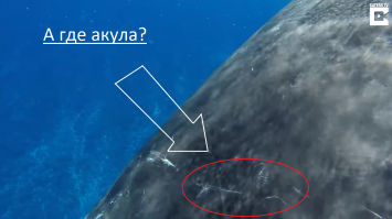 50-тонный горбатый кит защитил дайвера от тигровой акулы, и она записала это на видео