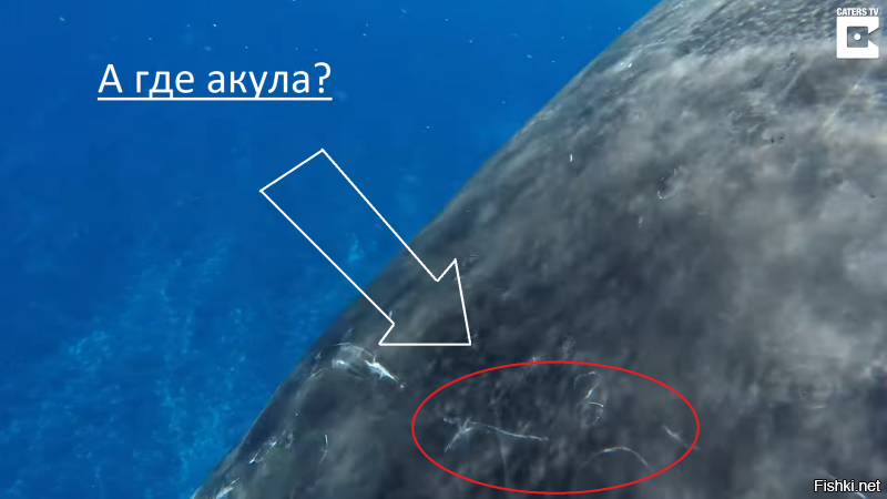 50-тонный горбатый кит защитил дайвера от тигровой акулы, и она записала это на видео
