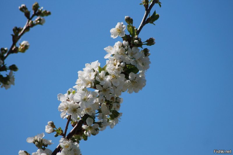 Добавлю свои.