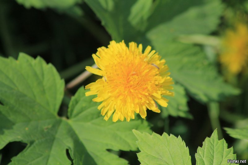 Завершающая