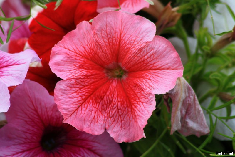 Завершающая