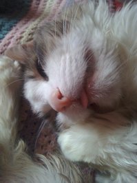 Не от мира сего: 15 фото котиков, которые ведут себя очень странно