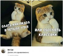 Субботний котопост