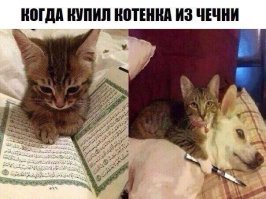 Субботний котопост