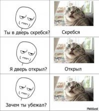 Субботний котопост