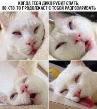 Субботний котопост