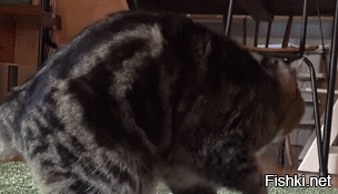 Не от мира сего: 15 фото котиков, которые ведут себя очень странно
