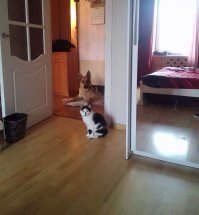 Я свою кошку стерилизовала 10 лет назад, как была дрищ так и осталась:-)