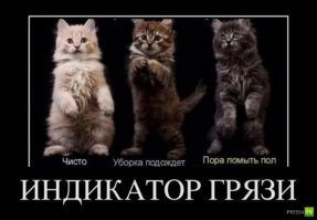 Не от мира сего: 15 фото котиков, которые ведут себя очень странно