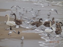 Во время шторма, водоплавающие спасаются на берегу. К ним подтусовываются голуби