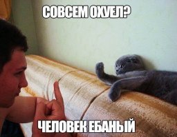 Субботний котопост