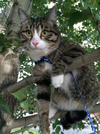 Это Степан. И это тоже его первый раз на улице :)