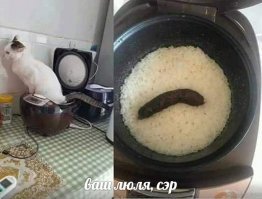 Не от мира сего: 15 фото котиков, которые ведут себя очень странно