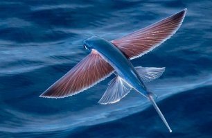 Летучая рыба обитает в Карибском море, где рядом жили инки. Остальное фантазии уфологов.