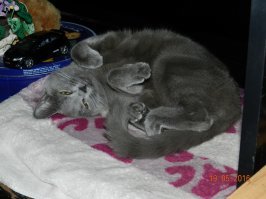 Не от мира сего: 15 фото котиков, которые ведут себя очень странно