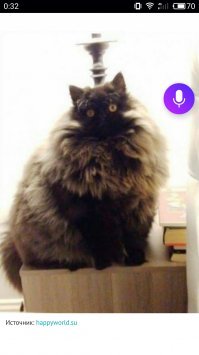 Субботний котопост