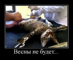 Бедный котэ (рысь) - он вам все припомнит, даже в толстом виде