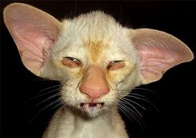 Какие-то стрёмные эти коты...