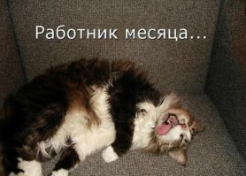 Не от мира сего: 15 фото котиков, которые ведут себя очень странно