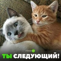 Субботний котопост