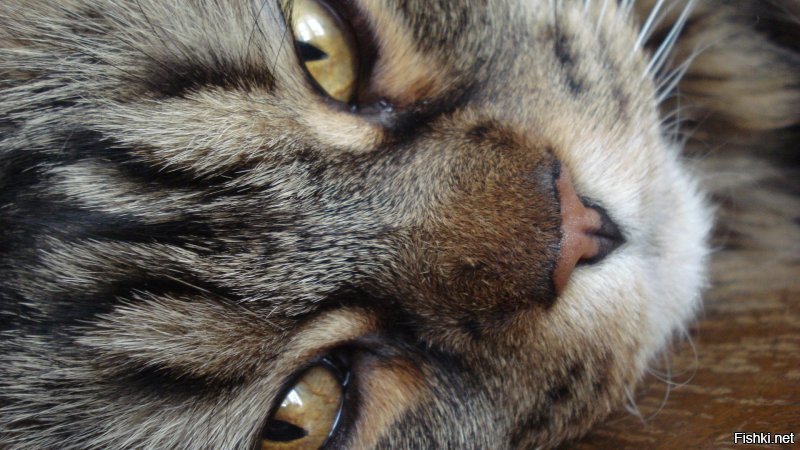 20 диких вещей, которые ты тайно делаешь со своим котиком