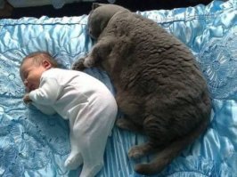 Субботний котопост